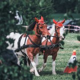 Zawody konne po raz dwudziesty